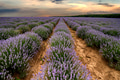 blooming scented fields in endless rows. Sunset field. blooming scented fields in endless rows. Sunset field. - PhotoDune Item for Sale