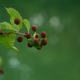 Buttonbush over a blur background Buttonbush over a blur background - PhotoDune Item for Sale