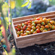 Farm to Table Harvest of Organic Cherry Tomatoes in Garden Crate Farm to Table Harvest of Organic Cherry Tomatoes in Garden Crate - PhotoDune Item for Sale