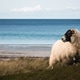 Sheep by the Beach Sheep by the Beach - PhotoDune Item for Sale