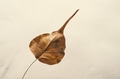 Dry leaf on warm yellow background Dry leaf on warm yellow background - PhotoDune Item for Sale