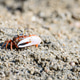 Fiddler crabs, Ghost crabs small male sea crab Fiddler crabs, Ghost crabs small male sea crab - PhotoDune Item for Sale