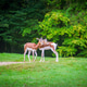 Graceful gazelle in natural habitat with slender horns and agile posture Graceful gazelle in natural habitat with slender horns and agile posture - PhotoDune Item for Sale