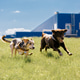 Two happy dogs are running across field against blue sky. spotted greyhound and Labrador retriever. Two happy dogs are running across field against blue sky. spotted greyhound and Labrador retriever. - PhotoDune Item for Sale
