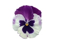 Violet and White Pansy spring Flower Isolated on White Background. Violet and White Pansy spring Flower Isolated on White Background. - PhotoDune Item for Sale