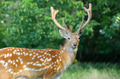 Whitetail Deer standing in summer wood Whitetail Deer standing in summer wood - PhotoDune Item for Sale