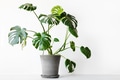 Monstera deliciosa or Swiss cheese plant in a gray concrete flower pot stands on a table Monstera deliciosa or Swiss cheese plant in a gray concrete flower pot stands on a table - PhotoDune Item for Sale
