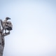 White-backed vulture sitting in a dead tree. White-backed vulture sitting in a dead tree. - PhotoDune Item for Sale