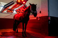 View of horse under light therapy in solarium View of horse under light therapy in solarium - PhotoDune Item for Sale