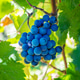 Ripe dark blue grapes hanging on a vine Ripe dark blue grapes hanging on a vine - PhotoDune Item for Sale