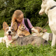 Professional dog walker young woman with pack of dogs is sitting on grass and enjoying walk animals. Professional dog walker young woman with pack of dogs is sitting on grass and enjoying walk animals. - PhotoDune Item for Sale