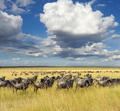 Wildebeest, National park of Kenya, Africa Wildebeest, National park of Kenya, Africa - PhotoDune Item for Sale