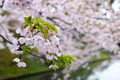 Beautiful cherry blossom flower in Japan Beautiful cherry blossom flower in Japan - PhotoDune Item for Sale