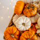 Mini Baby Boo pumpkins preparing for autumn fall Halloween and Thanksgiving Mini Baby Boo pumpkins preparing for autumn fall Halloween and Thanksgiving - PhotoDune Item for Sale