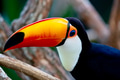 Close-up of the beautiful Toco Tucano in the tree. Close-up of the beautiful Toco Tucano in the tree. - PhotoDune Item for Sale