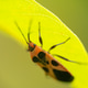 True Bugs True Bugs - PhotoDune Item for Sale
