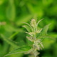 Green spring nettle. Green spring nettle. - PhotoDune Item for Sale