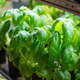 Genovese basil grow in pots on shelf under phyto lights, cultivated in greenhouse for sale and hobby Genovese basil grow in pots on shelf under phyto lights, cultivated in greenhouse for sale and hobby - PhotoDune Item for Sale