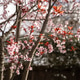 Melbourne Prunus Blireana Blossom Melbourne Prunus Blireana Blossom - PhotoDune Item for Sale
