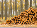 Stack of Timber in a Yellow Colored Larch Forest Stack of Timber in a Yellow Colored Larch Forest - PhotoDune Item for Sale
