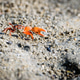 Fiddler crabs, small male sea crab is eating food Fiddler crabs, small male sea crab is eating food - PhotoDune Item for Sale