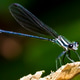 Damselfly in the Sunlight in Costa Rica Damselfly in the Sunlight in Costa Rica - PhotoDune Item for Sale