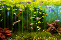 Aquarium full of fresh water fish and aquatic plants Aquarium full of fresh water fish and aquatic plants - PhotoDune Item for Sale