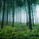 misty green forest with old trees misty green forest with old trees - PhotoDune Item for Sale
