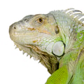 green iguana green iguana - PhotoDune Item for Sale