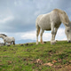 Horses in country landscape Horses in country landscape - PhotoDune Item for Sale