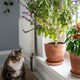 Calm, relaxed calico cat sitting on jute rug at home. Domestic kitty looks at flowering thai basil Calm, relaxed calico cat sitting on jute rug at home. Domestic kitty looks at flowering thai basil - PhotoDune Item for Sale