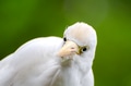Portrait of a cattle egret. Close-up view of a cattle egret Portrait of a cattle egret. Close-up view of a cattle egret - PhotoDune Item for Sale