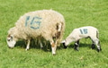 numbered sheep numbered sheep - PhotoDune Item for Sale