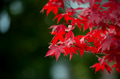 Red maple leaves in autumn season with blurred background, taken from Japan. Red maple leaves in autumn season with blurred background, taken from Japan. - PhotoDune Item for Sale