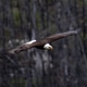 A majestic bald eagle in flight. A majestic bald eagle in flight. - PhotoDune Item for Sale