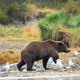 Brown Bear, Kinak Bay, Alaska Brown Bear, Kinak Bay, Alaska - PhotoDune Item for Sale