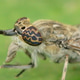 Macro Shot of the Compound Eyes of a common horse or notch-horned cleg fly, Haematopota pluvialis Macro Shot of the Compound Eyes of a common horse or notch-horned cleg fly, Haematopota pluvialis - PhotoDune Item for Sale
