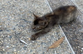 Kitten sleeping on pedestrian walkway with copy space Kitten sleeping on pedestrian walkway with copy space - PhotoDune Item for Sale