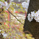 Spring is here Spring is here - PhotoDune Item for Sale