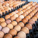Rows of brown eggs are neatly arranged in black trays, showcasing variety of shades and sizes. Rows of brown eggs are neatly arranged in black trays, showcasing variety of shades and sizes. - PhotoDune Item for Sale