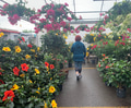 A woman walking in a greenhouse of flowers and plants A woman walking in a greenhouse of flowers and plants - PhotoDune Item for Sale