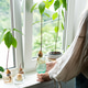 Home gardening concept. Unrecognisable woman holding retro jar with avocado plant growing in water. Home gardening concept. Unrecognisable woman holding retro jar with avocado plant growing in water. - PhotoDune Item for Sale
