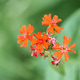 Bright Silene Chalcedonica flowers on soft green background Bright Silene Chalcedonica flowers on soft green background - PhotoDune Item for Sale