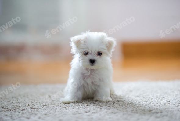 Cute Small White Furry Dog Breeds Cute Small White Dog Breeds