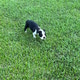Boston Terrier puppy Boston Terrier puppy - PhotoDune Item for Sale