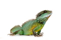 Indian Water Dragon - Physignathus cocincinus Indian Water Dragon - Physignathus cocincinus - PhotoDune Item for Sale