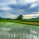 Beautiful morning view indonesia Panorama Landscape paddy fields Beautiful morning view indonesia Panorama Landscape paddy fields - PhotoDune Item for Sale