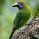 Blue-throated Toucanet (Aulacorhynchus caeruleogularis) Perched on a Branch in the Rainforest Blue-throated Toucanet (Aulacorhynchus caeruleogularis) Perched on a Branch in the Rainforest - PhotoDune Item for Sale