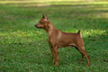 Portrait Miniature Pinscher having fun in the park Portrait Miniature Pinscher having fun in the park - PhotoDune Item for Sale