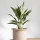 Aglaonema Greyhound indoor plant in ceramic pot on wooden table Aglaonema Greyhound indoor plant in ceramic pot on wooden table - PhotoDune Item for Sale